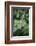 Délicate Nature-Viviane Fedieu Daniel-Framed Photographic Print