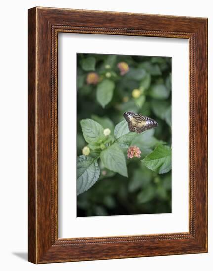 Délicate Nature-Viviane Fedieu Daniel-Framed Photographic Print