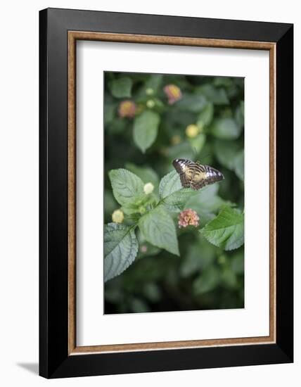 Délicate Nature-Viviane Fedieu Daniel-Framed Photographic Print