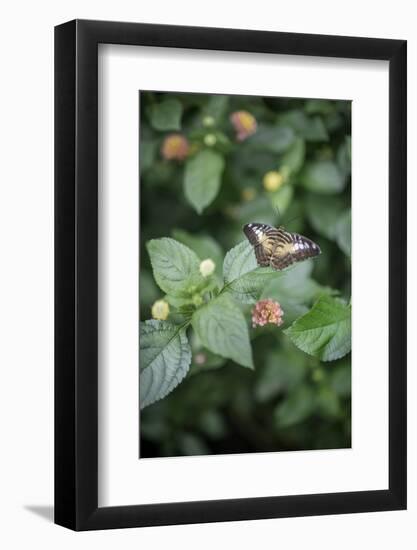 Délicate Nature-Viviane Fedieu Daniel-Framed Photographic Print