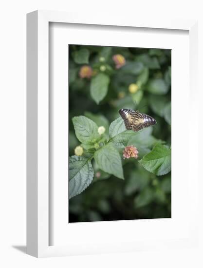 Délicate Nature-Viviane Fedieu Daniel-Framed Photographic Print