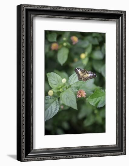 Délicate Nature-Viviane Fedieu Daniel-Framed Photographic Print