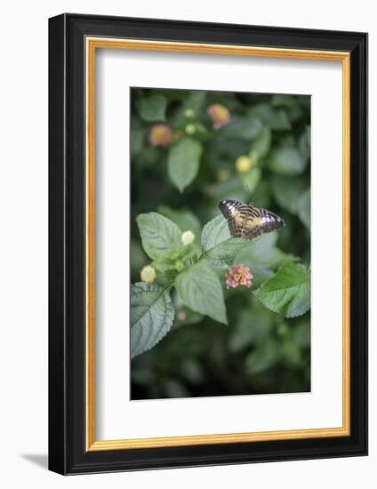 Délicate Nature-Viviane Fedieu Daniel-Framed Photographic Print