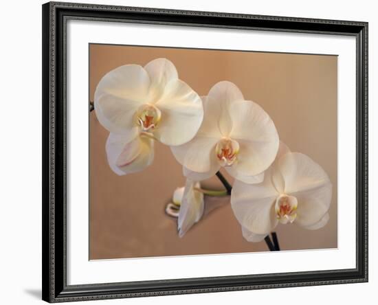 Delicate Orchids Blooming on the Big Island, Hawaii, USA-Jerry Ginsberg-Framed Photographic Print