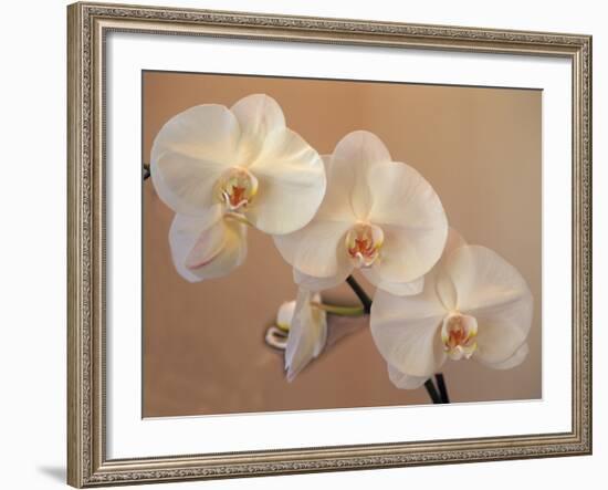 Delicate Orchids Blooming on the Big Island, Hawaii, USA-Jerry Ginsberg-Framed Photographic Print