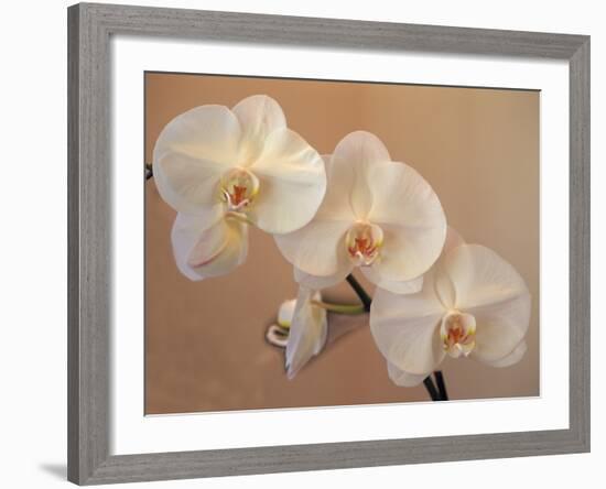 Delicate Orchids Blooming on the Big Island, Hawaii, USA-Jerry Ginsberg-Framed Photographic Print