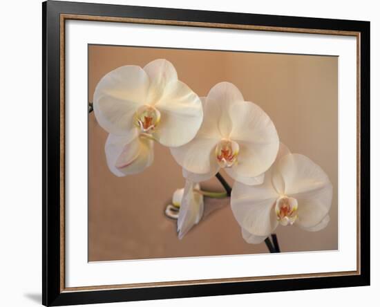 Delicate Orchids Blooming on the Big Island, Hawaii, USA-Jerry Ginsberg-Framed Photographic Print