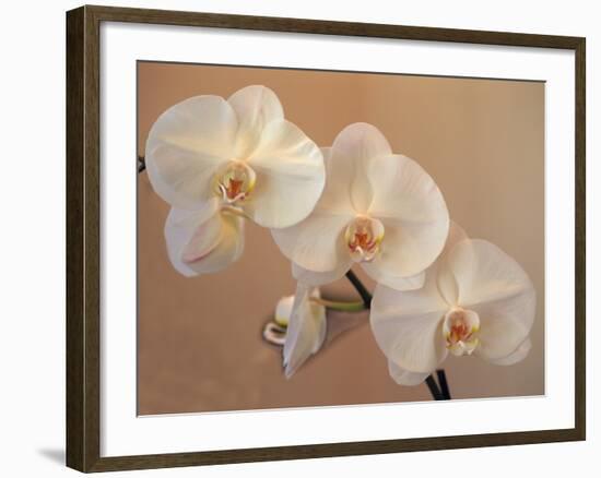 Delicate Orchids Blooming on the Big Island, Hawaii, USA-Jerry Ginsberg-Framed Photographic Print