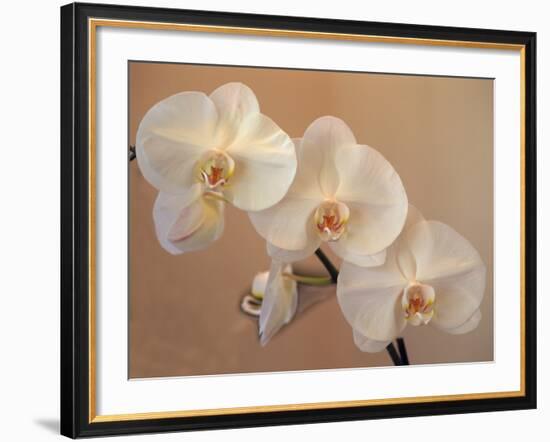 Delicate Orchids Blooming on the Big Island, Hawaii, USA-Jerry Ginsberg-Framed Photographic Print