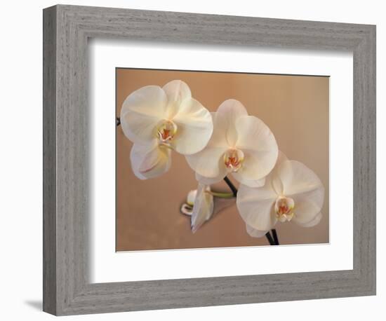 Delicate Orchids Blooming on the Big Island, Hawaii, USA-Jerry Ginsberg-Framed Photographic Print