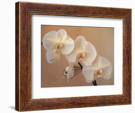 Delicate Orchids Blooming on the Big Island, Hawaii, USA-Jerry Ginsberg-Framed Photographic Print