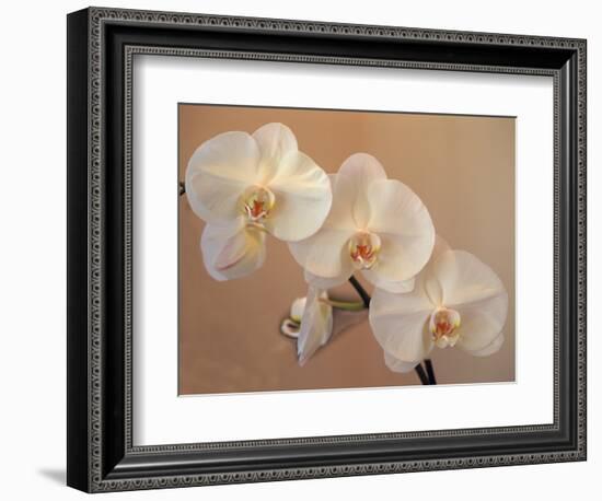 Delicate Orchids Blooming on the Big Island, Hawaii, USA-Jerry Ginsberg-Framed Photographic Print