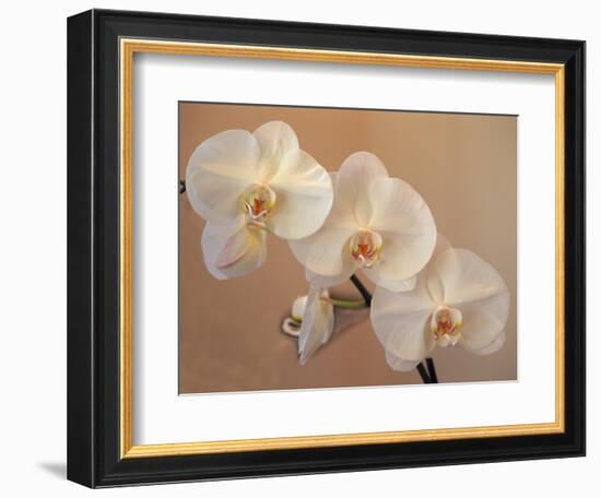 Delicate Orchids Blooming on the Big Island, Hawaii, USA-Jerry Ginsberg-Framed Photographic Print