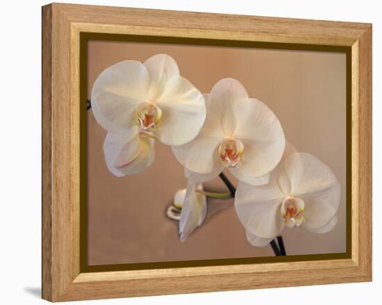 Delicate Orchids Blooming on the Big Island, Hawaii, USA-Jerry Ginsberg-Framed Premier Image Canvas