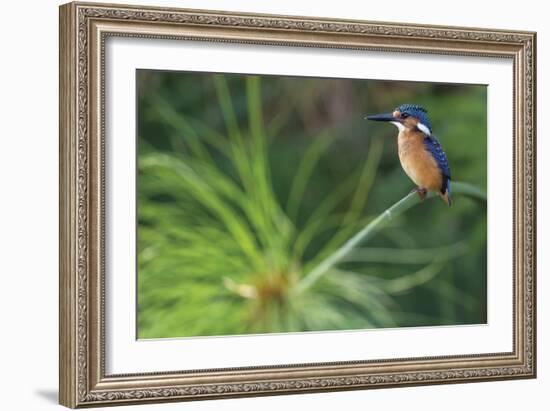 Delicate Perch-Staffan Widstrand-Framed Giclee Print