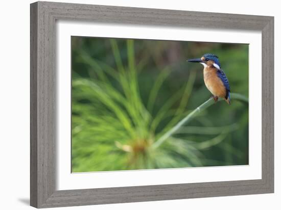 Delicate Perch-Staffan Widstrand-Framed Giclee Print