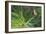 Delicate Perch-Staffan Widstrand-Framed Giclee Print