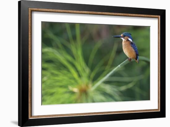 Delicate Perch-Staffan Widstrand-Framed Giclee Print