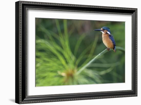 Delicate Perch-Staffan Widstrand-Framed Giclee Print