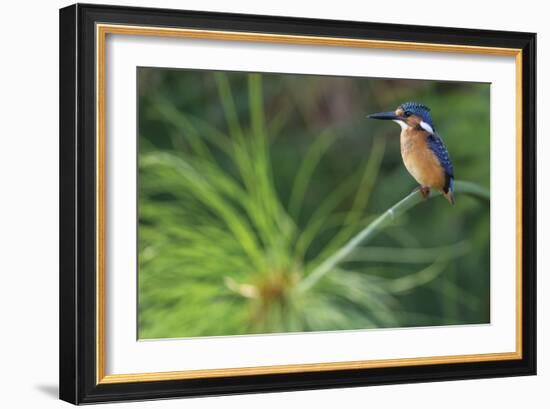 Delicate Perch-Staffan Widstrand-Framed Giclee Print