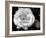 Delicate Petals I-Nicole Katano-Framed Photo