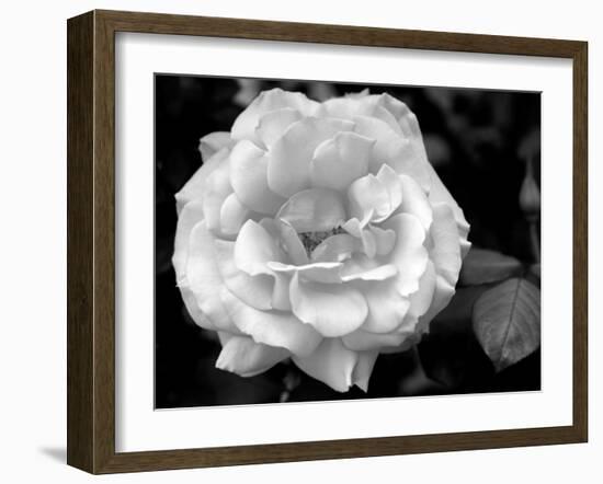 Delicate Petals I-Nicole Katano-Framed Photo