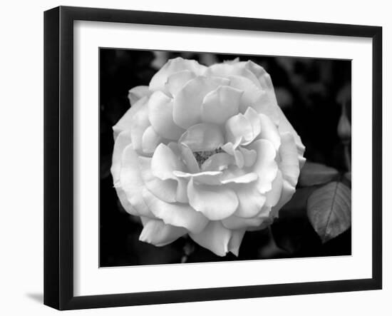 Delicate Petals I-Nicole Katano-Framed Photo