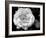 Delicate Petals I-Nicole Katano-Framed Photo