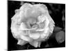 Delicate Petals I-Nicole Katano-Mounted Photo