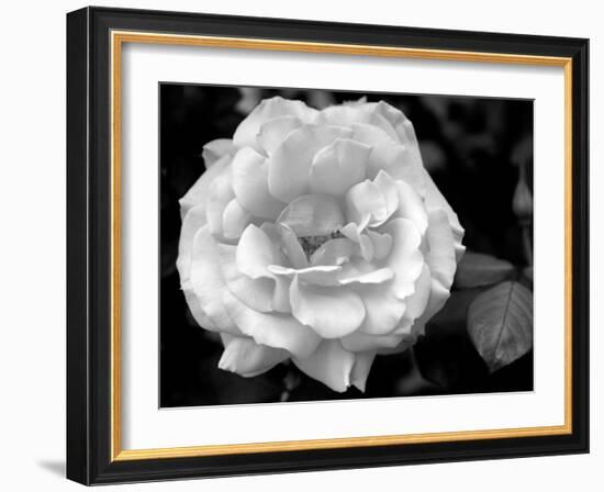 Delicate Petals I-Nicole Katano-Framed Photo