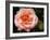 Delicate Petals I-Nicole Katano-Framed Photo