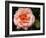 Delicate Petals I-Nicole Katano-Framed Photo