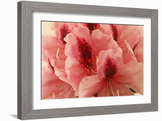 Delicate Petals I-Rita Crane-Framed Art Print