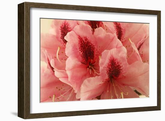 Delicate Petals I-Rita Crane-Framed Art Print