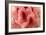 Delicate Petals I-Rita Crane-Framed Art Print