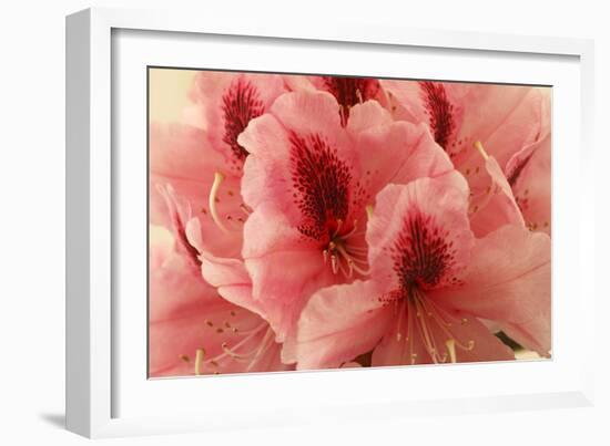 Delicate Petals I-Rita Crane-Framed Art Print