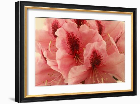 Delicate Petals I-Rita Crane-Framed Art Print