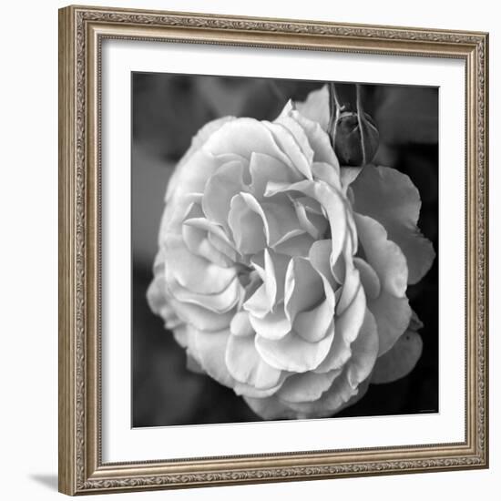 Delicate Petals II-Nicole Katano-Framed Photo