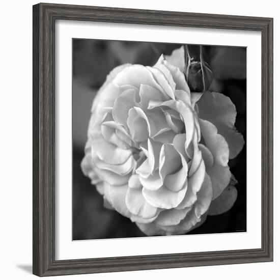 Delicate Petals II-Nicole Katano-Framed Photo