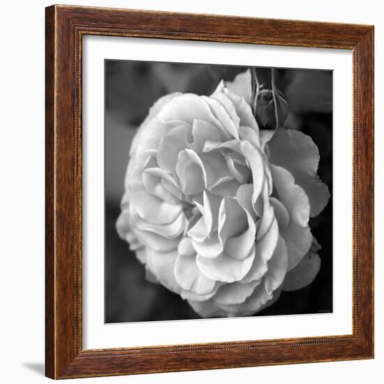 Delicate Petals II-Nicole Katano-Framed Photo