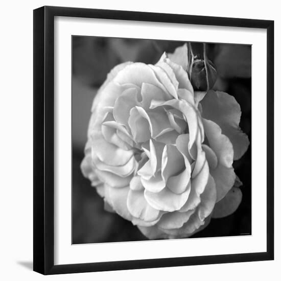 Delicate Petals II-Nicole Katano-Framed Photo