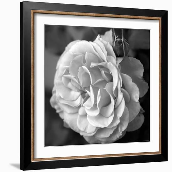 Delicate Petals II-Nicole Katano-Framed Photo