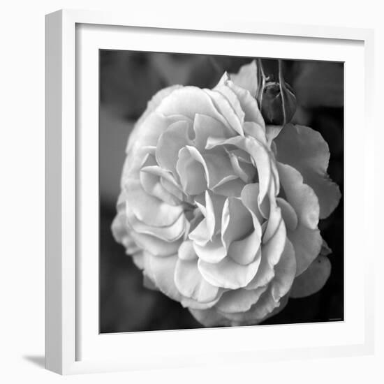 Delicate Petals II-Nicole Katano-Framed Photo