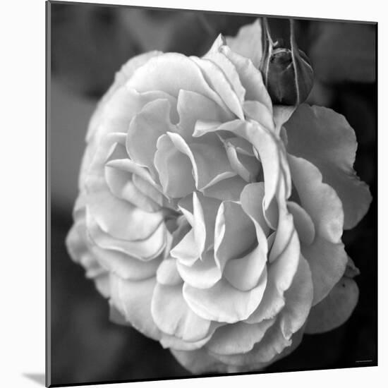 Delicate Petals II-Nicole Katano-Mounted Photo