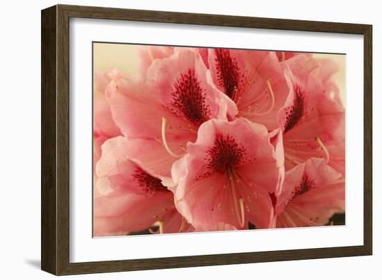 Delicate Petals II-Rita Crane-Framed Premium Giclee Print