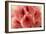 Delicate Petals II-Rita Crane-Framed Premium Giclee Print