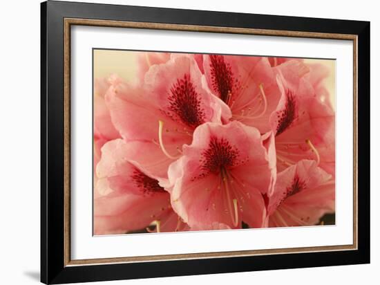 Delicate Petals II-Rita Crane-Framed Premium Giclee Print