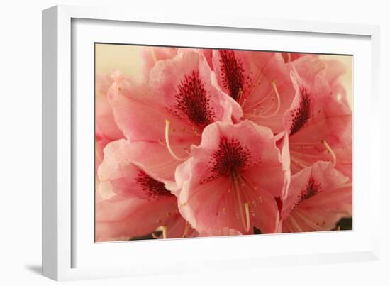 Delicate Petals II-Rita Crane-Framed Premium Giclee Print