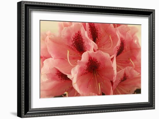 Delicate Petals II-Rita Crane-Framed Premium Giclee Print