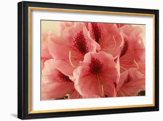 Delicate Petals II-Rita Crane-Framed Premium Giclee Print